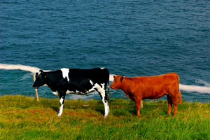 two cows in a field along the Irish coastline